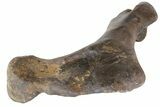 Hadrosaur (Hypacrosaur) Humerus - Montana #113401-8
